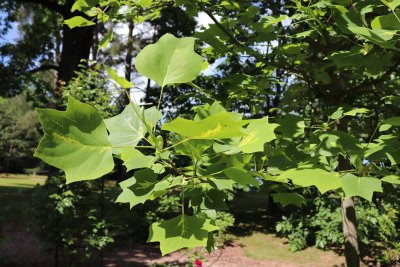 Liriodendron tulipifera 'Mediopictum' - liliovník tulipánokvětý - list léto
